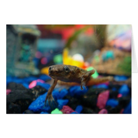 African Dwarf Frog Cards (Front Horizontal)