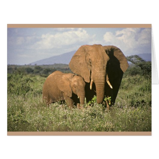 African Elephant (Front Horizontal)
