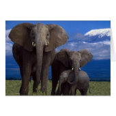 African Elephant (Front Horizontal)