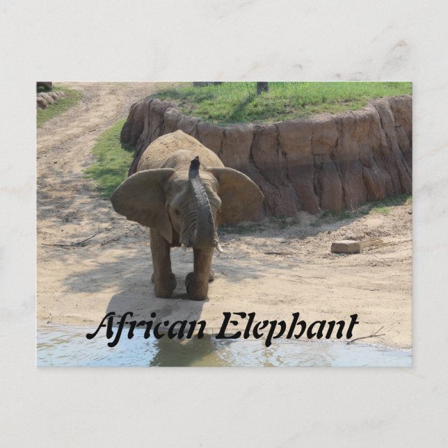 African Elephant # 6 Postcard (Front)