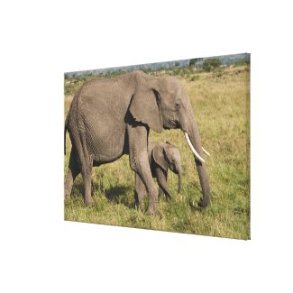 African Elephant and cub (Loxodonta africana), Canvas Print