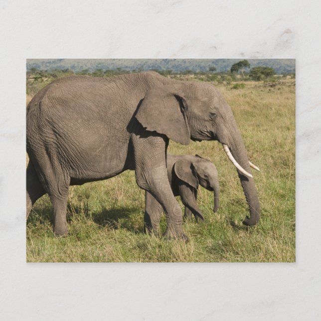 African Elephant and cub (Loxodonta africana), Postcard (Front)