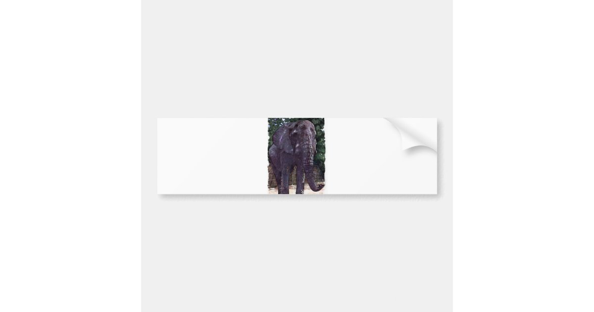 African Elephant Bumper Sticker Zazzle