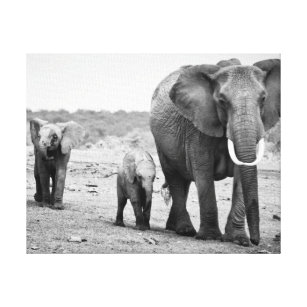 African Elephant & Calves   Kenya, Africa Canvas Print