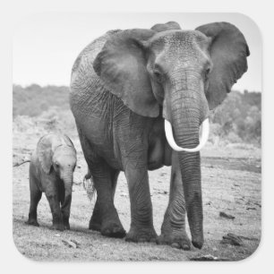 African Elephant & Calves Kenya, Africa Square Sticker