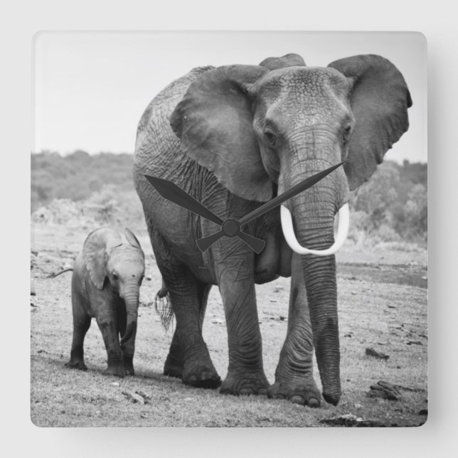 African Elephant & Calves | Kenya, Africa Square Wall Clock (Front)