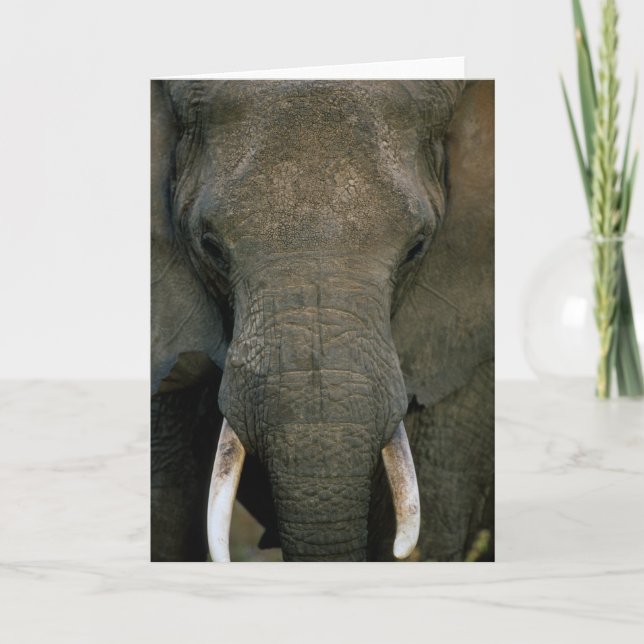 African Elephant Card (Front)