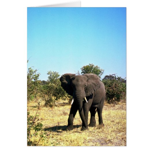 African Elephant Cards (Front)