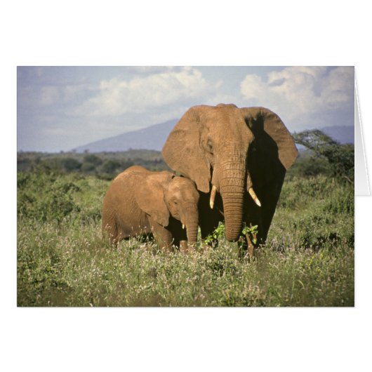 African Elephant Cards (Front Horizontal)
