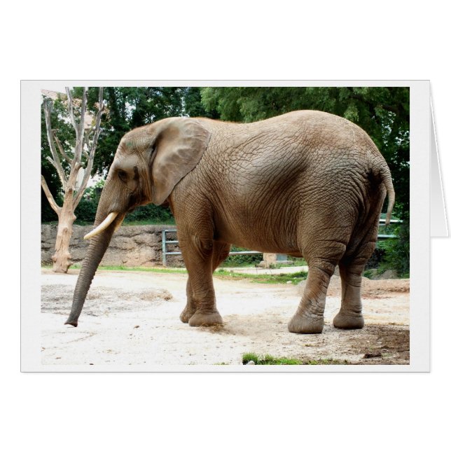 African elephant cards (Front Horizontal)