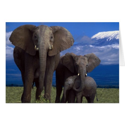 African Elephant Cards (Front Horizontal)