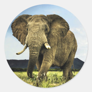 african-elephant classic round sticker