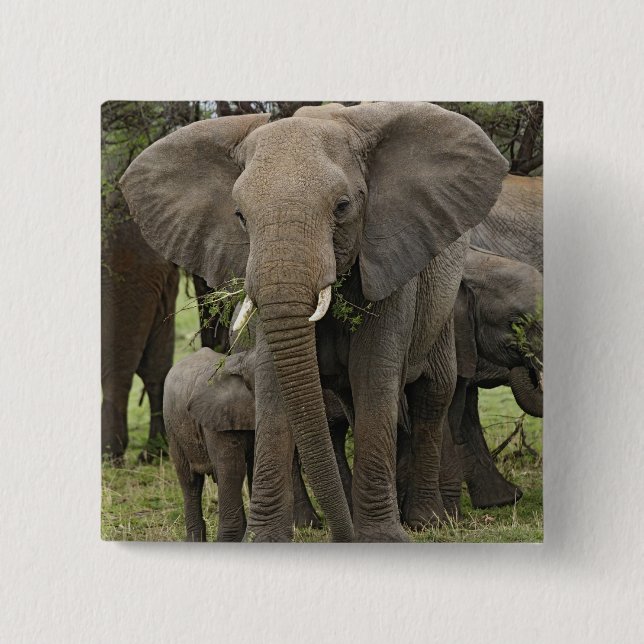 African Elephant | Herd Button (Front)