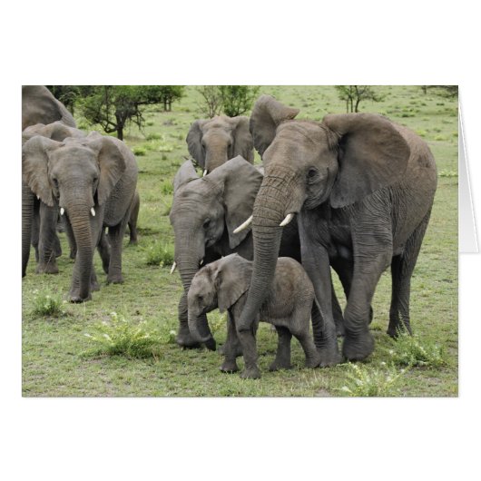 African Elephant Herd Cards (Front Horizontal)