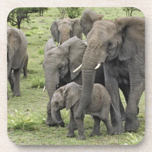 African Elephant herd Loxodonta africana 2 Drink Coaster