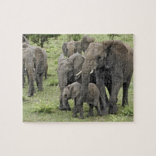African Elephant herd, Loxodonta africana, 2 Jigsaw Puzzle