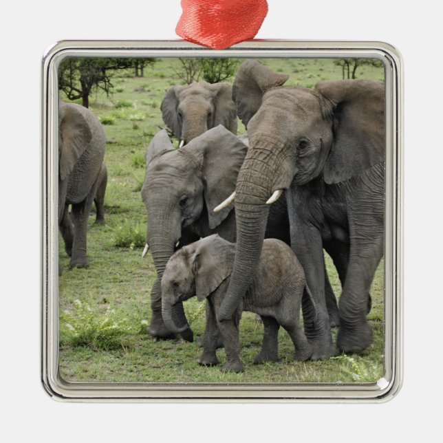 African Elephant herd, Loxodonta africana, 2 Metal Ornament (Front)