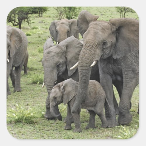 African Elephant herd Loxodonta africana 2 Square Sticker