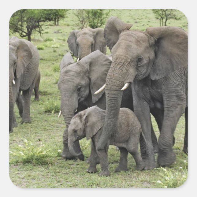 African Elephant herd, Loxodonta africana, 2 Square Sticker (Front)