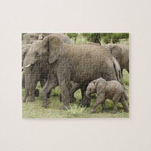 African Elephant herd Loxodonta africana 3 Jigsaw Puzzle