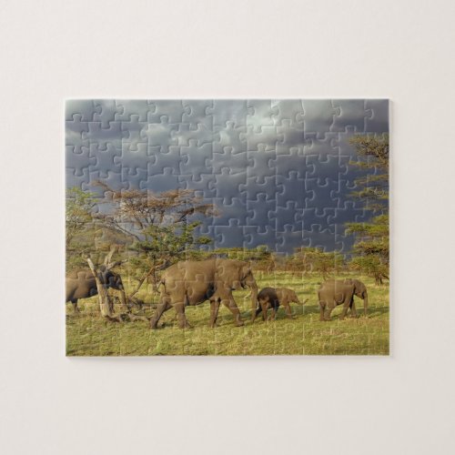 African Elephant herd Loxodonta africana Jigsaw Puzzle