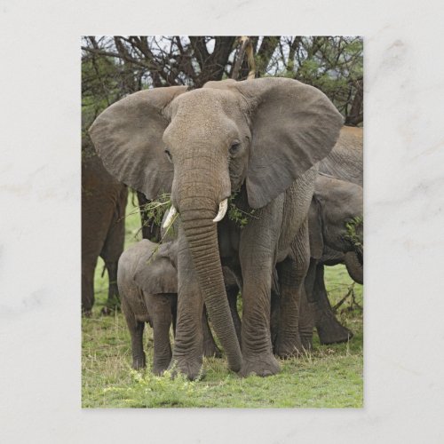 African Elephant herd Loxodonta africana Postcard