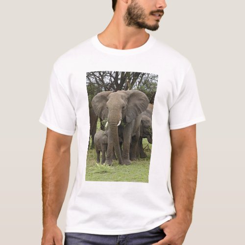 African Elephant herd Loxodonta africana T_Shirt