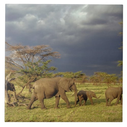 African Elephant herd Loxodonta africana Tile