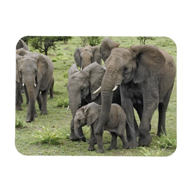African Elephant Herd Magnet (Horizontal)