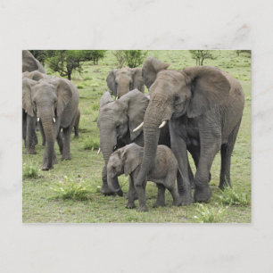 African Elephant Herd Postcard