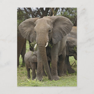 African Elephant Herd Postcard