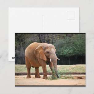 African Elephant in Park Postcard