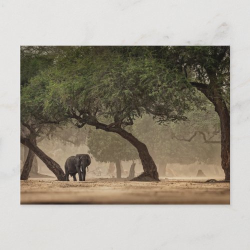African elephant in the forest Zimbabwe Postcard