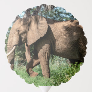 African Elephant in the Safari Balloon