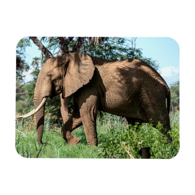 African Elephant in the Safari Magnet (Horizontal)
