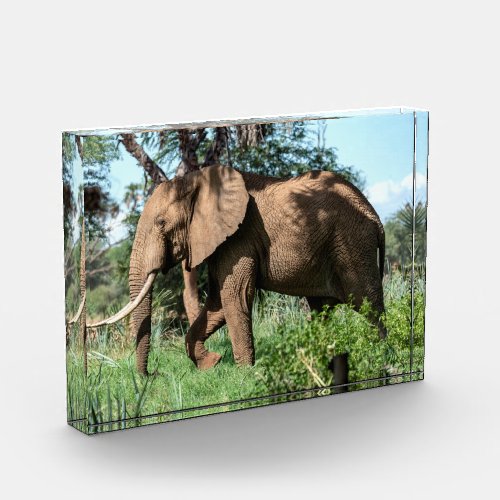 African Elephant in the Safari Photo Block