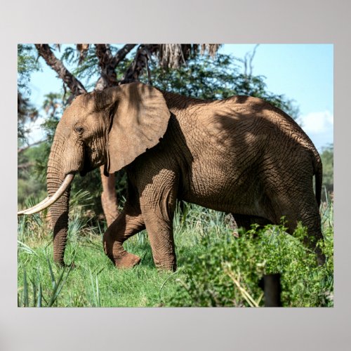 African Elephant in the Safari Poster