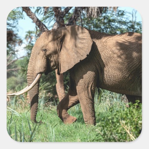 African Elephant in the Safari Square Sticker