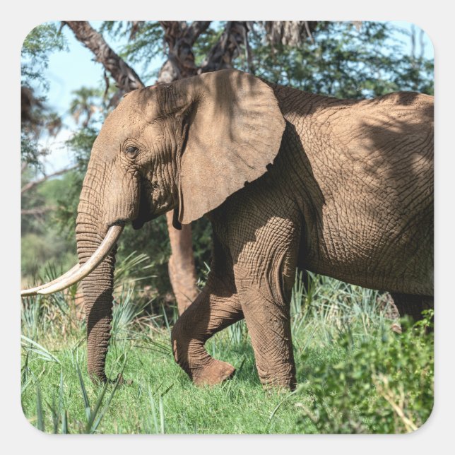 African Elephant in the Safari Square Sticker (Front)