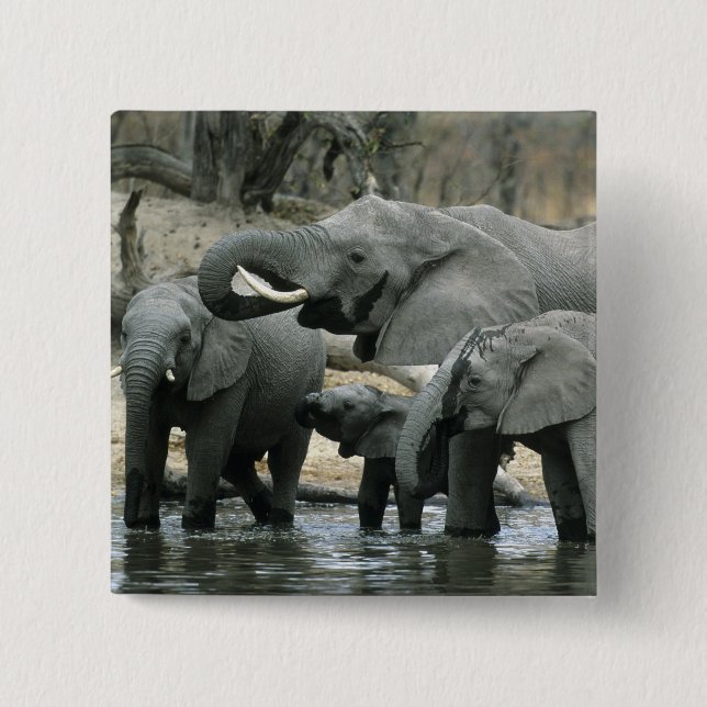African Elephant, (Loxodonta africana), drinking Button (Front)