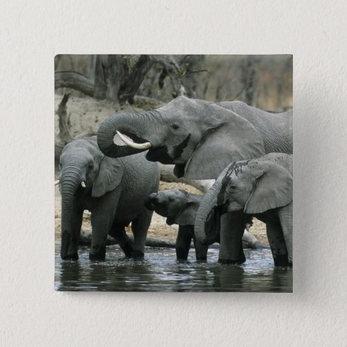 African Elephant Loxodonta africana drinking Button