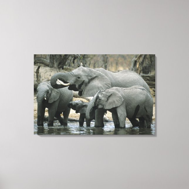 African Elephant, (Loxodonta africana), drinking Canvas Print (Front)