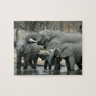 African Elephant, (Loxodonta africana), drinking Jigsaw Puzzle