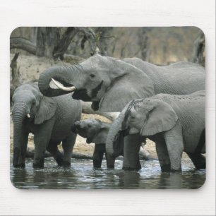 African Elephant, (Loxodonta africana), drinking Mouse Pad