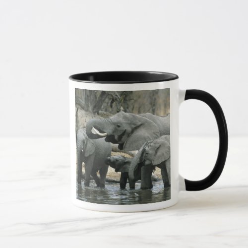 African Elephant Loxodonta africana drinking Mug