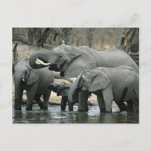 African Elephant Loxodonta africana drinking Postcard