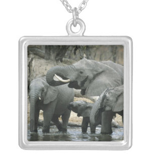 African Elephant, (Loxodonta africana), drinking Silver Plated Necklace