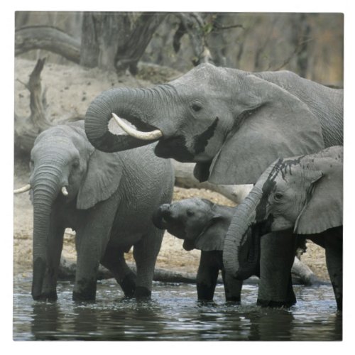 African Elephant Loxodonta africana drinking Tile