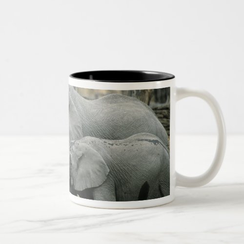 African Elephant Loxodonta africana drinking Two_Tone Coffee Mug