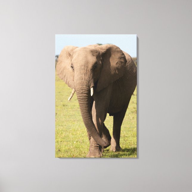 African Elephant (Loxodonta Africana), Maasai Canvas Print (Front)